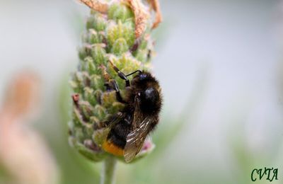 Je butine la lavande papillon