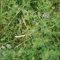 fleurs sauvages 