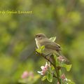 nouvel habitant au grand Hameau