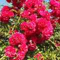 fleurs du jardin