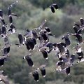 vanneaux huppés dans le delta du taravu