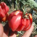 Tomates côtelées à farcir " Zapotec " ( tribu amérindienne du Mexique )