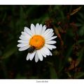 Marguerite en Brocéliande