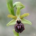 Ophrys verdissant