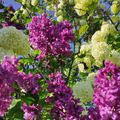 Lilas et boule de neige