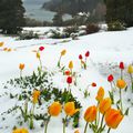 Tulipes dans la neige 