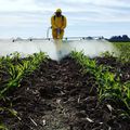 L'usage des pesticides en augmentation de 25%