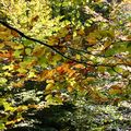 Un jour en forêts d'Aspe Barétous, le 24 octobre 2012...