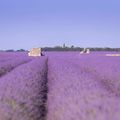 Lavande de Provence 