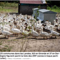 Grippe aviaire