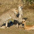 L’impala et le guépard