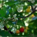 LES ARBOUSES DU HAUT-GARD