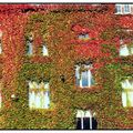 autumn's windows