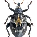 Tachyerges salicis, Lithinus-nodifer, Cratosomus roddami, Entimus splendidus, Eupholus albofasciatus