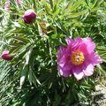 Pivoines Sauvages