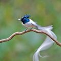 Asian Paradise Flycatcher