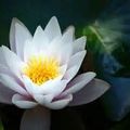 Pour toi Océane Cette jolie fleur de lotus et ce