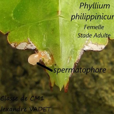 Spermatophore observé