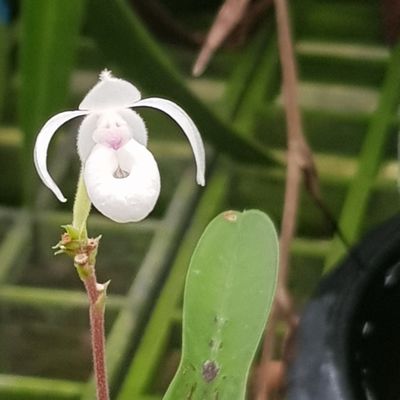 Orchid nursery et Yi Pengen
