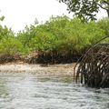 Séjour découverte avec bivouac dans les iles du Saloum