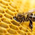 Zoom sur la propolis face aux virus