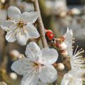 Les ptites bêtes du jardin