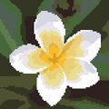point de croix : fleurs de frangipanier