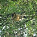 C-Les animaux de l'Argentine