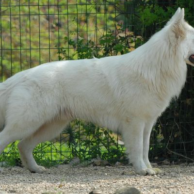 Baby Baron est testé de DM degenerative myelopathy: il est n/n (non porteur)!