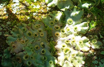 Une Hépatique commune sur la terre des plantes en conteneurs des jardineries