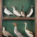 Oiseaux marins et Harles dans une vitrine rectangulaire. Circa 1925/1930.