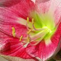 Amaryllis ... 