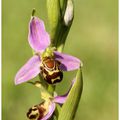 Ophrys abeille : Ophrys apifera