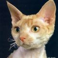 Le Devon Rex