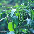 Piments verts/rouges