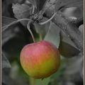 La pomme....