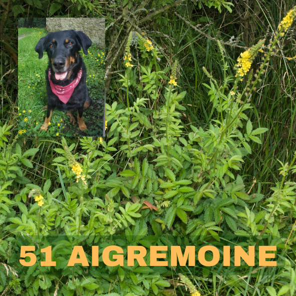 aigremoine, agrimony, 