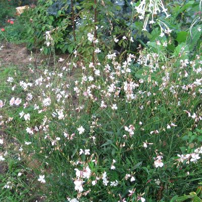 graines de gaura