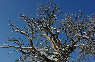 En voie de disparition