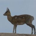 Antilope Oréotrague - Afrique de l'Est