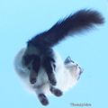 The flying cat...