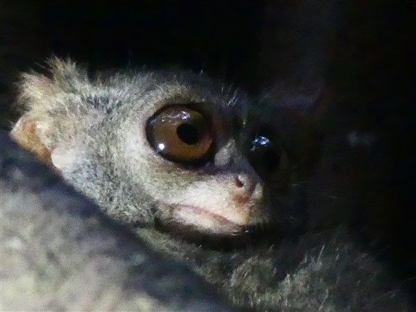 Voyage en Sulawesi - Visite du parc national de Tangkoko