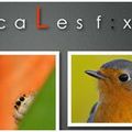 Focales fixes