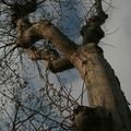  L ARBRE DU PARC .