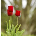 Premières tulipes de mon jardin