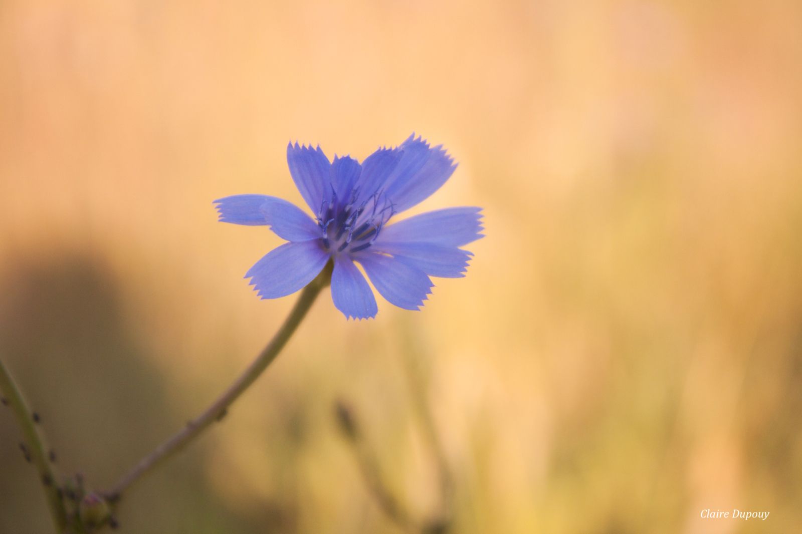 A l'aube: réveil dans la prairie méditerranéenne (fleur de chicorée sauvage, fadet commun, mylabre inconstant)