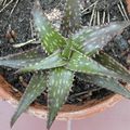 Aloe, Aloé, Aloes 2