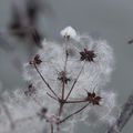  L' Hiver les bourgeons commencent à s'éveiller