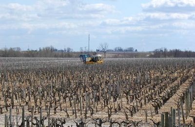 Primeurs 2013 : Incidence du climat sur le millésime 2013 à Bordeaux