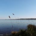 Une balade au Lac de MIMIZAN (40), le 27 février (suite n° 3 et fin)...;